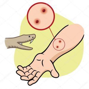 repitl-venenoso-herida