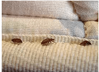 Chinches molestos en la cama