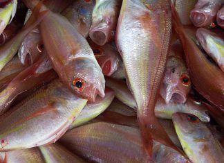 Ciguatera, intoxicación por pescado contaminado