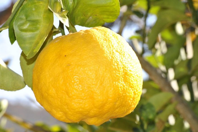 El limón; es uno de los frutos cítricos más consumidos en el mundo. Además de su consumo; tiene variados usos en la elaboración de productos cosméticos y para la salud, por ello la diversidad de beneficios que tiene en su haber, son muchos. Es uno de los frutos alcalinos más potente que existe.