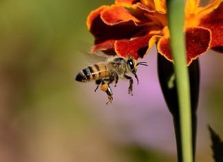 Anafilaxia por picada de abeja