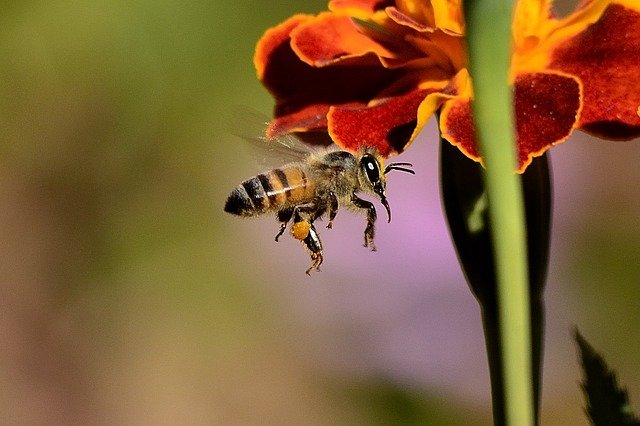 Anafilaxia por picada de abeja