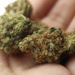 Consumir marihuana podría triplicar el riesgo de morir de hipertensión Consumir marihuana