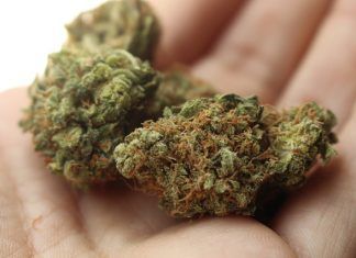 Consumir marihuana podría triplicar el riesgo de morir de hipertensión Consumir marihuana