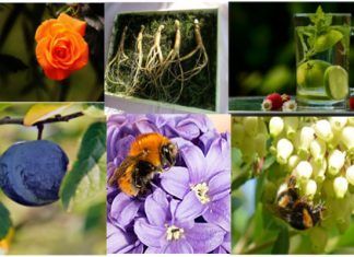 Plantas Medicinales