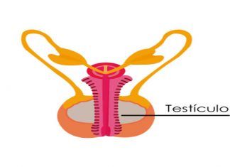 testículos
