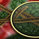 ¿Qué son los leucocitos? – Términos importantes de nuestro organismo