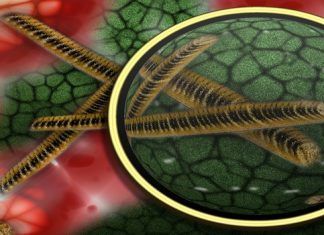 ¿Qué son los leucocitos? – Términos importantes de nuestro organismo