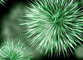 ¿Qué son los hematíes? – Términos importantes de nuestro organismo