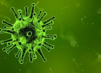 ¿Qué son las plaquetas? – Términos importantes de nuestro organismo ¿Qué son las plaquetas? – Términos importantes de nuestro organismo