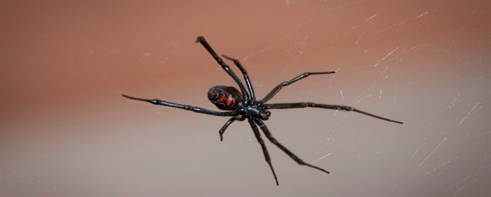 ¿Qué hacer en caso de envenenamiento por mordedura de araña?