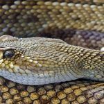 ¿Qué hacer en caso de envenenamiento por mordedura de serpiente?