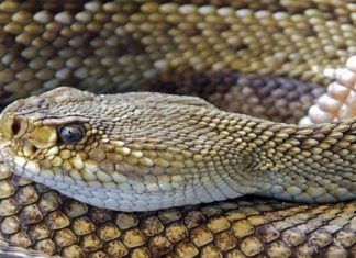 ¿Qué hacer en caso de envenenamiento por mordedura de serpiente?