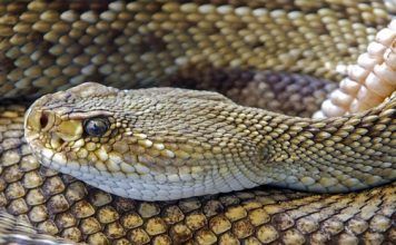 ¿Qué hacer en caso de envenenamiento por mordedura de serpiente?
