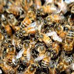 ¿Qué hacer en caso de envenenamiento por picadura de insectos?