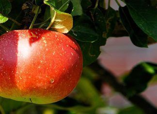 Zumo de manzana pera y fresa – Bebidas saludables Zumo de manzana pera y fresa – Bebidas saludables