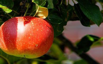 Zumo de manzana pera y fresa – Bebidas saludables