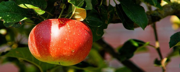 Zumo de manzana pera y fresa – Bebidas saludables