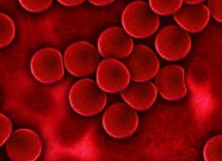Estimular adipocitos de médula ósea suprime células de leucemia cancerosa Estimular adipocitos