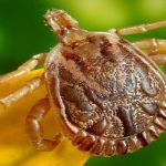 ¿Qué hacer en caso de envenenamiento por mordedura de garrapata?