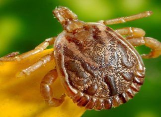 ¿Qué hacer en caso de envenenamiento por mordedura de garrapata?