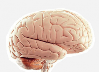 Cerebro joven, hay que mantenerlo así. Aquí te diremos cómo Cerebro joven