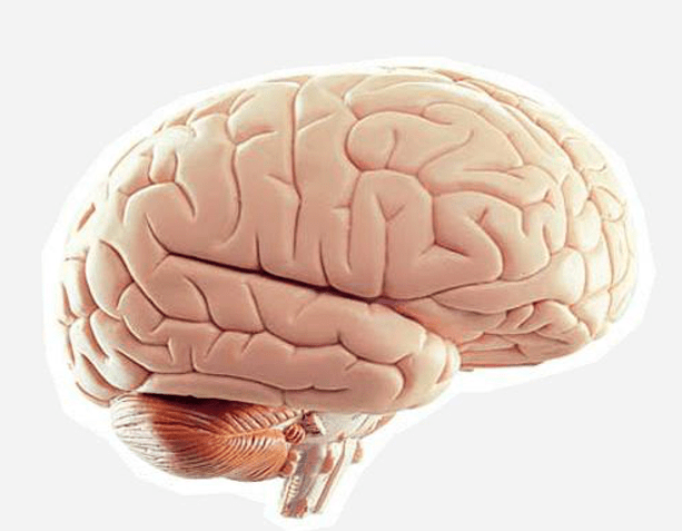 cerebro Cerebro joven