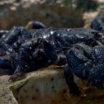 ¿Qué hacer en caso de envenenamiento por picadura de escorpión?