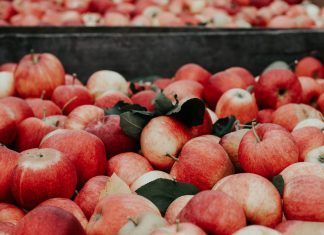 Acelera tú metabolismo con estos alimentos – Parte III acelera el metabolismo