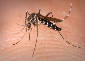 Virus del Zika