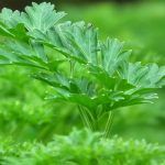 Lucha contra el cáncer – Beneficios del perejil