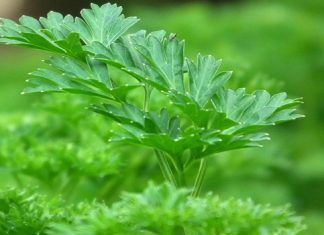Lucha contra el cáncer – Beneficios del perejil