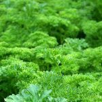 Ayuda a bajar de peso – Beneficios del perejil