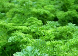 Ayuda a bajar de peso – Beneficios del perejil