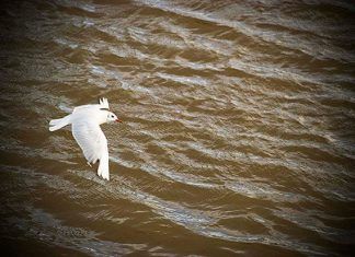 Enturbiamiento de las aguas