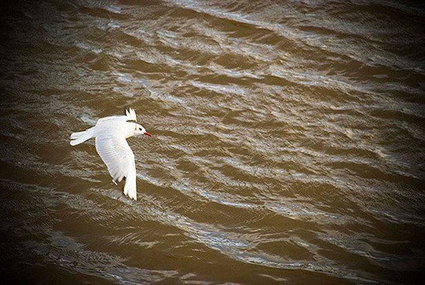 Enturbiamiento de las aguas