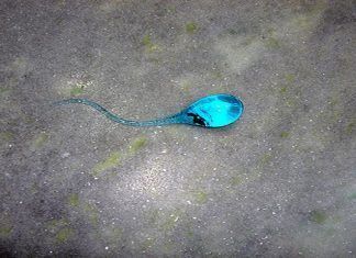 esperma saludable