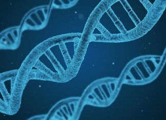 Genes de la obesidad