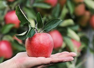 rica manzana