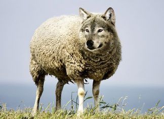 Comportamiento pasivo-agresivo, el camuflaje para la ira y el rencor Comportamiento pasivo-agresivo