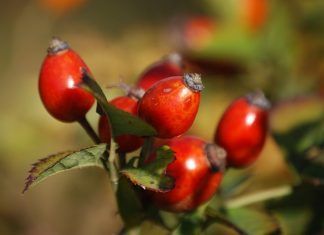 rosa mosqueta