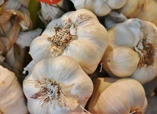 Beneficios del ajo, conozcamos sus aportes para nuestra salud beneficios del ajo