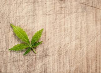 Marihuana, su uso recreacional que puede derivar en abuso marihuana