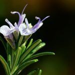 La albahaca y el romero