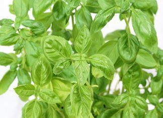 La albahaca y sus beneficios medicinales La albahaca y sus propiedades medicinales