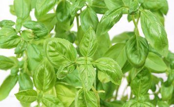 La albahaca y sus propiedades medicinales