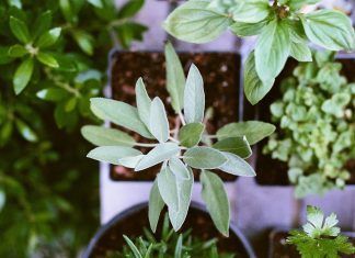 Las cuatro mejores plantas medicinales para sembrar en casa y sus beneficios. plantas medicinales y aromáticas