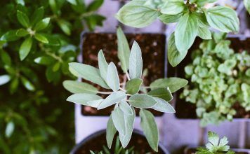 plantas medicinales y aromáticas