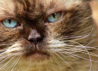 Alergia a los gatos