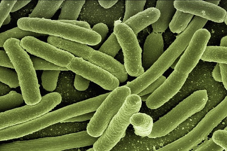 Helicobacter pylori: todo lo que se debe saber